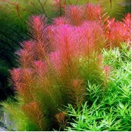 Rotala wallichii Rotala wallichii