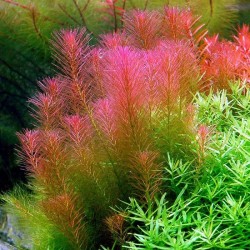 Rotala wallichii Rotala wallichii