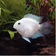 Трёхгибридный попугай белый (Hybrid cichlid Snow White) Трёхгибридный попугай белый (Hybrid cichlid Snow White)