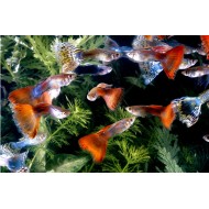Гуппи ассорти (Poecilia reticulata) Гуппи ассорти (Poecilia reticulata)