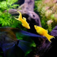 Mollinesia Golden Lyra