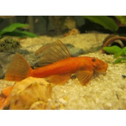 Ancistrus roșu (Ancistrus dolichopterus red) 