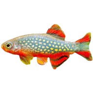 Микрорасбора галактика (Microrasbora Galaxy)