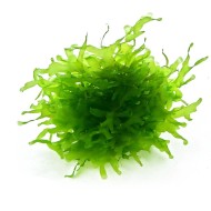 Ломариопсис  (Lomariopsis lineata)