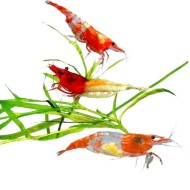 Креветки Рили (Neocaridina heteropoda var. Rili) Креветки Рили (Neocaridina heteropoda var. Rili)