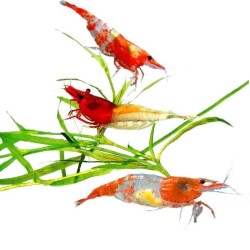 Креветки Рили (Neocaridina heteropoda var. Rili) Креветки Рили (Neocaridina heteropoda var. Rili)