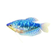 Гурами мраморный (Trichogaster trichopterus) Гурами мраморный (Trichogaster trichopterus)