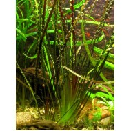 Криптокорина обратноспиральная (Cryptocoryne retrospiralis) Криптокорина обратноспиральная (Cryptocoryne retrospiralis)
