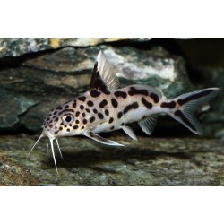 Синодонтис кукушка гибрид (Synodontis multipunctatus) Синодонтис кукушка гибрид (Synodontis multipunctatus)