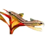  Коридорас пигмей (Corydoras pygmaeus)