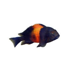 Tropheus moorii bemba (Трофеус Мура "Бемба") Tropheus moorii bemba (Трофеус Мура "Бемба")