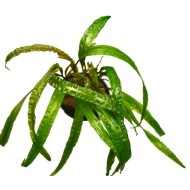 Криптокорина балансе (Cryptocoryne balansae) Криптокорина балансе (Cryptocoryne balansae)