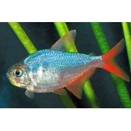 Columbian Tetra (Hyphessobrycon columbianus)