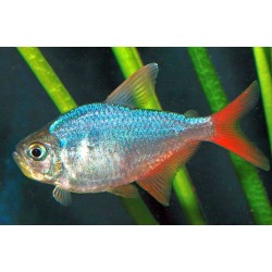 Columbian Tetra (Hyphessobrycon columbianus)