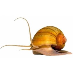 Улитка Ампулярия микс (Pomacea diffusa)  Улитка Ампулярия микс (Pomacea diffusa)