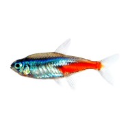 Неон голубой (Paracheirodon innesi) Неон голубой (Paracheirodon innesi)