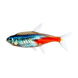 Неон голубой (Paracheirodon innesi) Неон голубой (Paracheirodon innesi)