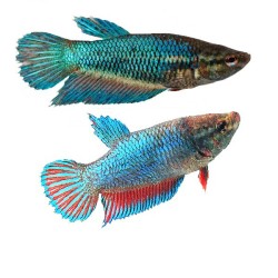 Петушки самки (лат. Betta splendens) Петушки самки (лат. Betta splendens)