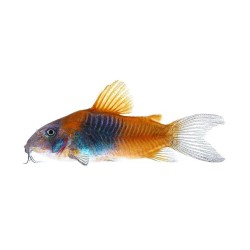 Коридорас венесуэла оранж (Corydoras aeneus «Venezuela Orange») Коридорас венесуэла оранж (Corydoras aeneus «Venezuela Orange»)