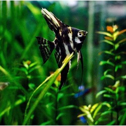 Скалярия мраморная обычная/ вуалевая (Pteregophylum Scallare) Скалярия мраморная обычная/ вуалевая (Pteregophylum Scallare)