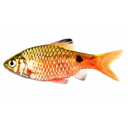 Барбус огненный (Puntius conchonius) Барбус огненный (Puntius conchonius)
