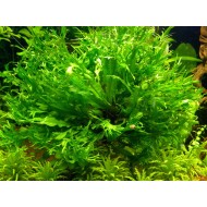 Папоротник Винделов (Microsorum Pteropus "Windelov")