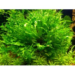 Папоротник Винделов (Microsorum Pteropus "Windelov") Папоротник Винделов (Microsorum Pteropus "Windelov")