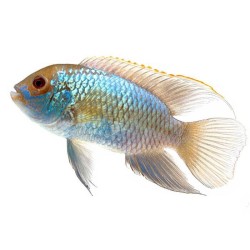 Наннакара неоновая (Nannacara neon blue, electric blue acara) Наннакара неоновая (Nannacara neon blue, electric blue acara)