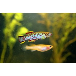 Афиосемион гарднера (Fundulopanchax gardneri) Афиосемион гарднера (Fundulopanchax gardneri)