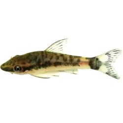 Отоцинклюс аффинис (Macrotocinclus affinis)  Отоцинклюс аффинис (Macrotocinclus affinis)