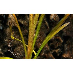 Валлиснерия Тигровая (Vallisneria nana «Tiger») Валлиснерия Тигровая (Vallisneria nana «Tiger»)
