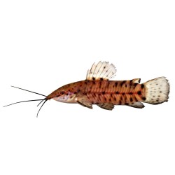 Таракатум обычный (Hoplosternum thoracatum) Таракатум обычный (Hoplosternum thoracatum)