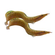 Макрогнатус глазчатый (Macrognathus aculeatus) 