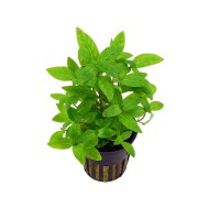 Стаурогин репенс или Стаурогин ползучий (Staurogyne repens)