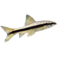 Сиамский водорослеед САЕ (Epalzeorhynchos siamensis) Сиамский водорослеед САЕ (Epalzeorhynchos siamensis)