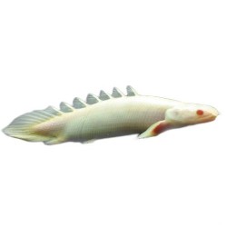 Полиптерус сенегальский альбинос (Polypterus senegalus) Полиптерус сенегальский альбинос (Polypterus senegalus)