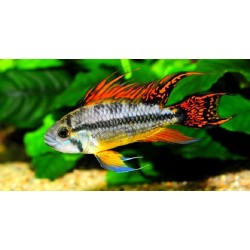 Апистограмма какаду (Apistogramma cacatuoides) Апистограмма какаду (Apistogramma cacatuoides)