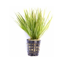 Бликса японская (Blyxa japonica) Бликса японская (Blyxa japonica)