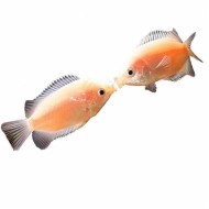 Гурами целующийся (Helostoma temminkii) Гурами целующийся (Helostoma temminkii)