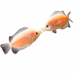 Гурами целующийся (Helostoma temminkii) Гурами целующийся (Helostoma temminkii)
