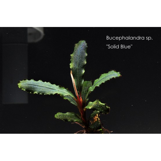 Bucephalandra sp. Solid Blue