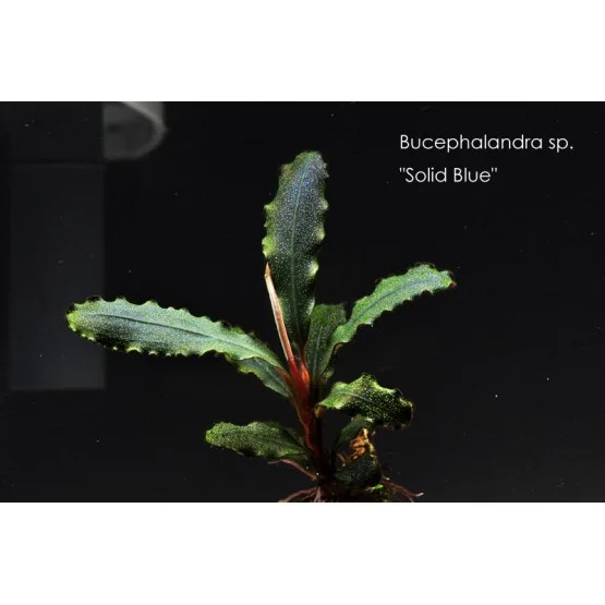 Cumpara - Bucephalandra sp. Solid Blue