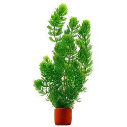 Роголистник (Ceratophýllum) Роголистник (Ceratophýllum)