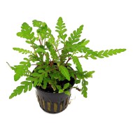 Гигрофила Пиннатифида (Перистонадрезанная) / Hygrophila Pinnatifida 