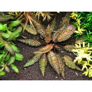 Криптокорина нури (Cryptocoryne nurii "Rosen Maiden")  Криптокорина нури (Cryptocoryne nurii "Rosen Maiden")