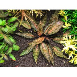 Криптокорина нури (Cryptocoryne nurii "Rosen Maiden")  Криптокорина нури (Cryptocoryne nurii "Rosen Maiden")