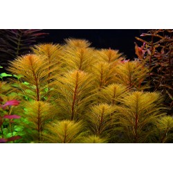 Перистолистник рорайма (Myriophyllum cf. aquaticum «Roraima») Перистолистник рорайма (Myriophyllum cf. aquaticum «Roraima»)