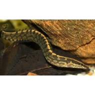 Мастацембел Арматус (Mastacembelus Armatus)