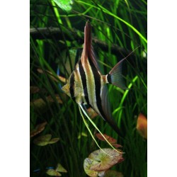 Скалярия Альтум перуанский (Pterophyllum altum) 
