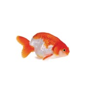 Ранчу (Ranchu Goldfish) Ранчу (Ranchu Goldfish)